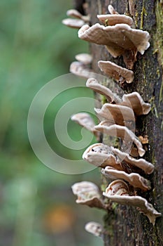 A tree trunk with shelf fungi close-up