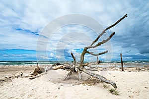 Tree trunk on shore of the Baltic Sea