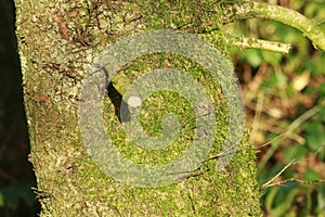 Tree trunk with a short snapped branch