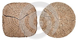 Tree trunk showing growth rings