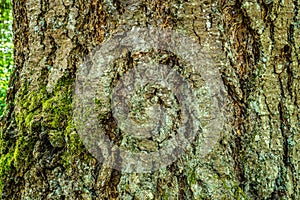 Tree trunk showing signs of decay