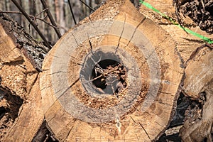 Tree trunk with sickness heartwood