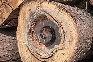 Tree trunk with sickness heartwood