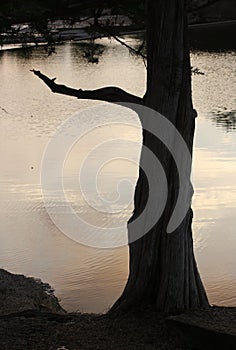 Tree Trunk Silhouette Black White Lake Water Branch