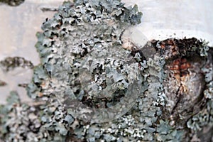 Tree Trunk with Silver Colored Lichen in a Closeup Color image