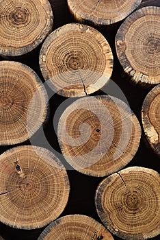 Tree trunk slices with annual rings and cracks on black background texture