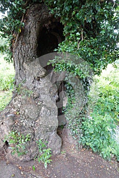 Tree Trunk with slotted hole