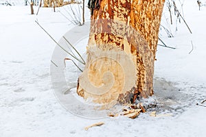 a tree trunk in the snow, gnawed by beavers near the river
