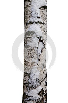Tree trunk with snow isolated on white background
