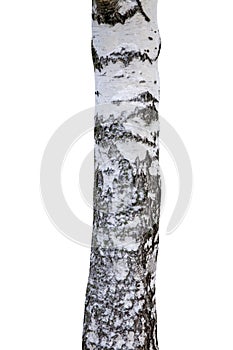 Tree trunk with snow isolated on white background
