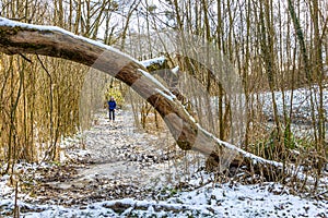 Tree trunk on a snowy and frozen hiking trail surrounded by wild vegetation and a woman with her dog walking in the background