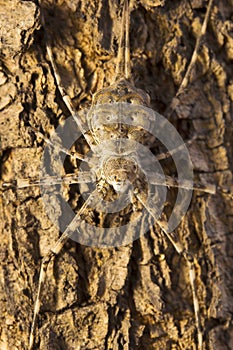 Tree trunk spider or two-tailed spider, Hersilia sp, Hersiliidae, Aarey milk colony Mumbai