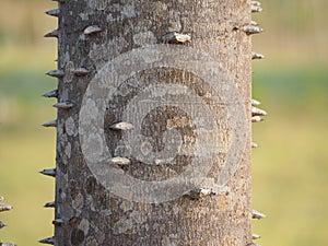 Tree trunk with spikes. Very sharp spikes.