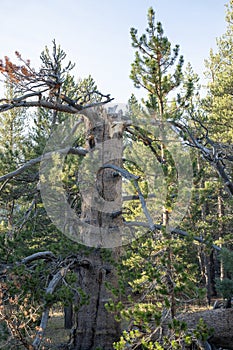 Tree Trunk Split and Cracked with no Top