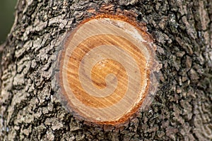 Tree trunk in spring with a cut off branch showing the annual rings of its growth as seasonal action of garden maintenance