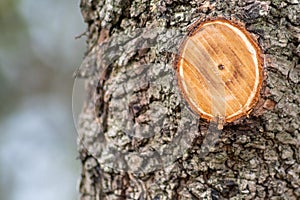 Tree trunk in spring with a cut off branch showing the annual rings of its growth as seasonal action of garden maintenance