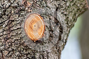 Tree trunk in spring with a cut off branch showing the annual rings of its growth as seasonal action of garden maintenance