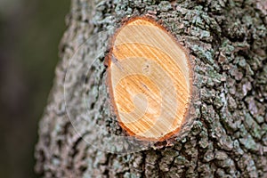 Tree trunk in spring with a cut off branch showing the annual rings of its growth as seasonal action of garden maintenance