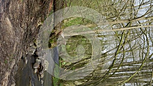 A tree trunk stands in the middle of a lush forest by a flowing river