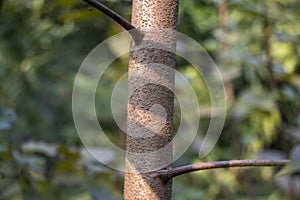 The tree trunk is sturdy and solid, rising from the earth like a pillar photo