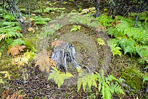 Tree trunk surrounded by ferns