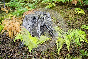 Tree trunk surrounded by ferns