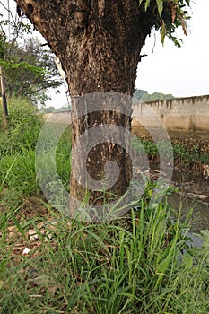 Tree Trunk Surrounded with Green Grass Located by The Poluted River photo
