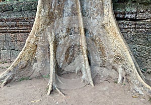 Tree Trunk in Ta Prohm Temple, Cambodia