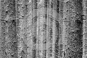 Tree trunk texture photo