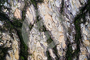 Tree trunk texture background with moss