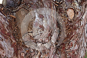 Tree trunk texture can be used as a background in natural expressions
