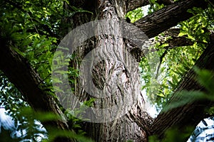 Tree trunk texture from the mÃÂ©tasÃÂ©quoia glyptostroboides