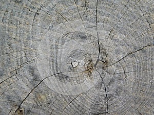 Tree trunk texture outdoors