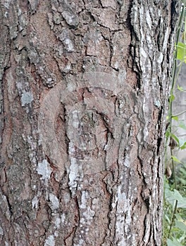 Tree trunk texture in the park Close-up of the bark texture of an old tree.  Tree bark background