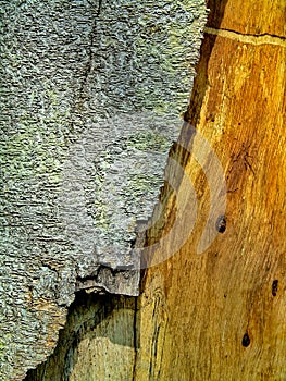 Tree trunk texture with peeling bark