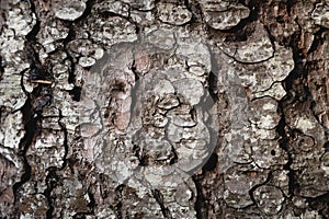 Tree trunk texture. Pine bark close-up, tree bark background