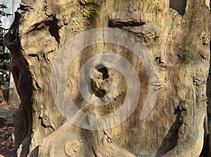 Tree trunk texture, tree bark texture