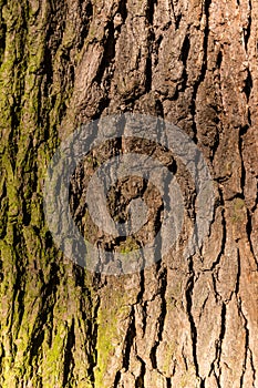 Tree / trunk texture with very shallow depth of field