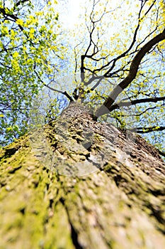 Tree / trunk texture with very shallow depth of field