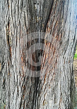 Tree trunk texture wood