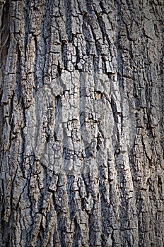 Tree trunk textures