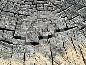 Tree trunk textures