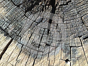 Tree trunk textures