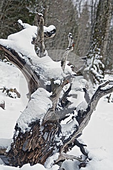 Tree trunk in th snow