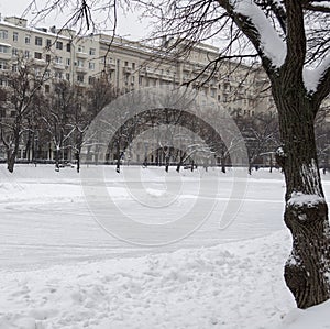 Tree Trunk and Thin Naked Branches Covered in Snow