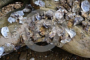 Tree trunk with thw shells