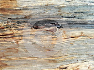 Tree trunk torn internally in the forest