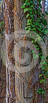 Tree trunk with traces of resin extraction photo