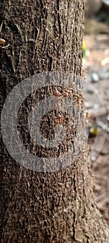 Tree trunk traversed by red ants