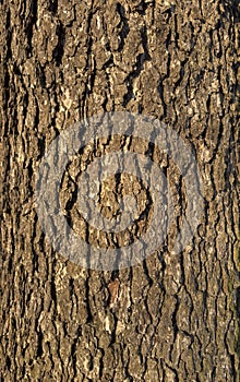 tree trunk, tree bark pattern in spring natural park